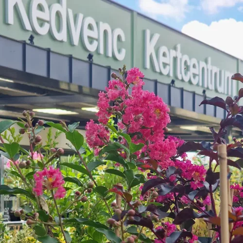 Kinai selyemmirtusz 'Tuscaora' - Kedvenc Kertcentrum