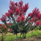 Kínai selyemmirtusz - Lagerstroemia indica 'Tuscarora' élénk rózsaszín virágú