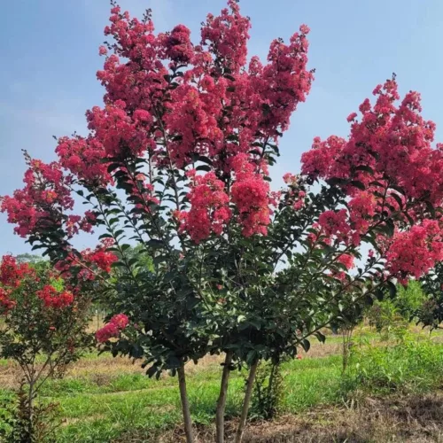 Kínai selyemmirtusz - Lagerstroemia indica 'Tuscarora' élénk rózsaszín virágú
