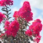 Lagerstroemia indica 'Black Diamond Mystic Magenta' - Kínai selyemmírtusz, bordó lomb, pink virág