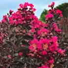 Magenta színű kinai selyemmírtusz - Lagerstroemia 'Black Diamond Mystic Magenta''