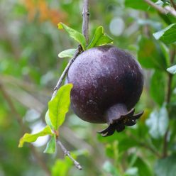 Gránátalma - Black Fruit
