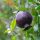 Gránátalma - Black Fruit