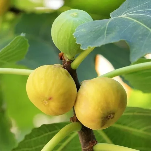 'Dottato' füge ( Ficus carica 'Dottato' ) bőtermő és mézédes gyümölcsű