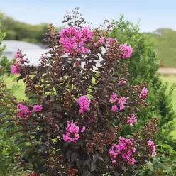   Kínai selyemmírtusz ‘Black Diamond Purely Purple’ - sötét lombú lila virágú