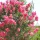 Lazacszínű kinai selyemmírtusz - Lagerstroemia 'Comanche'