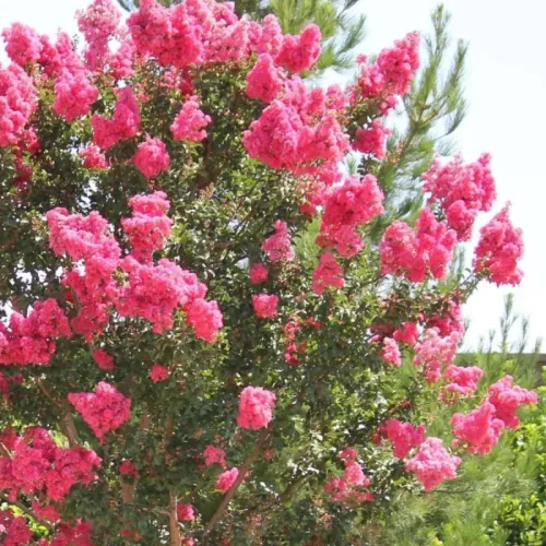 Lazacszínű kinai selyemmírtusz - Lagerstroemia 'Comanche'