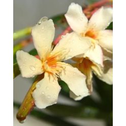 Mézeske krémsárga színű szimpla virágú leander