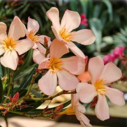 Nagy lazac színű, szimpla virágú leander