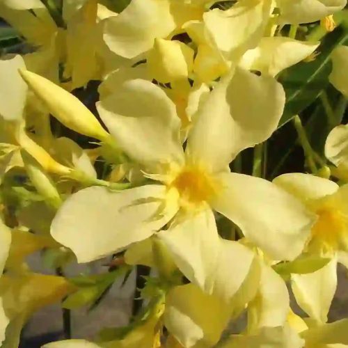 Leander Maria Gambetta - sárga színű, szimpla virágú