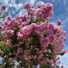 Rózsaszín kinai selyemmírtusz - Lagerstroemia 'Hopi'