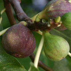 Violette de Sollies fügebokor konténerben (cserépben)