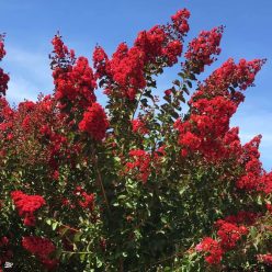 Vörös kínai selyemmírtusz