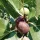 Ficus carica 'Györöki lapos' - fügebokor