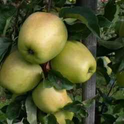 Téli Fehér Kálvil almafa szabadgyökerű