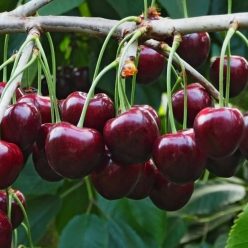 Vera cseresznyefa szabadgyökerű