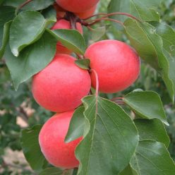 Bergarouge kései kajszibarack szabadgyökerű