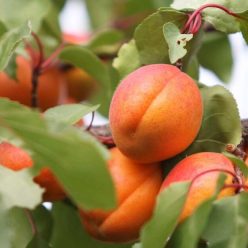 Ceglédi szilárd kajszibarackfa szabadgyökerű