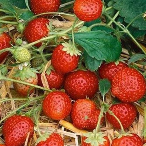 Annabelle folytontermő eper palánta