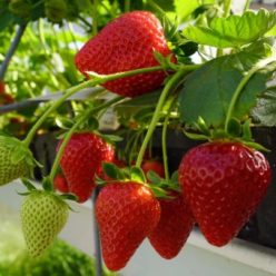   Cabrillo - Folytontermő Szamóca palánta konténerben (cserépben)