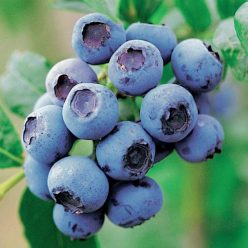 Goldtraube kék áfonya bokor konténerben (cserépben)