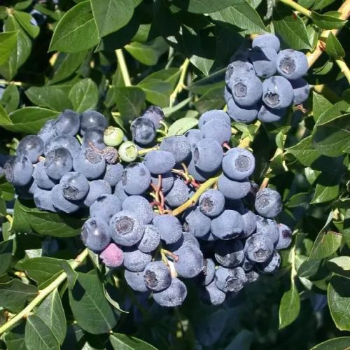 Patriot kék áfonya bokor konténerben (cserépben)