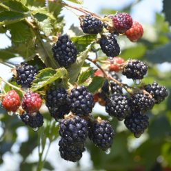 Arapaho szederbokor konténerben (cserépben)