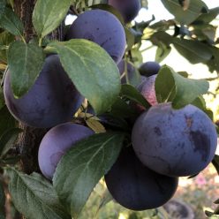 Laroda japán szilvafa konténerben (cserépben)