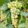 Chardonnay szőlőoltvány szabadgyökerű