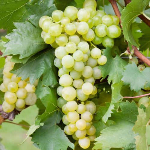 Chardonnay szőlőoltvány szabadgyökerű