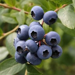 Heerma II. kék áfonya bokor konténerben (cserépben)