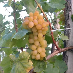 Helikon SZépe szőlő