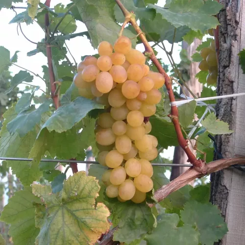 Helikon SZépe szőlő