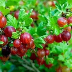 Hinnomaeki red bokor köszméte konténerben (cserépben)
