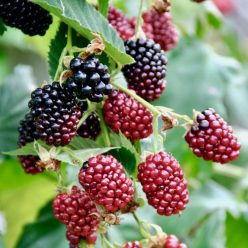 Boysenberry szedermálna bokor konténerben (cserépben)