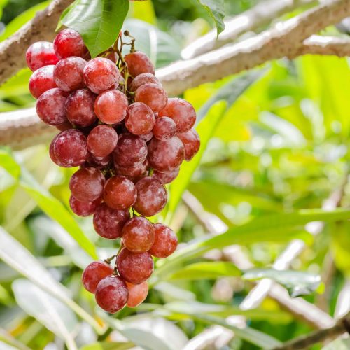 Crimson seedless szőlőoltvány (magnélküli) konténerben (cserépben)