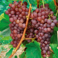   Piros saszla (Chasselas rouge) szőlőoltvány konténerben (cserépben)