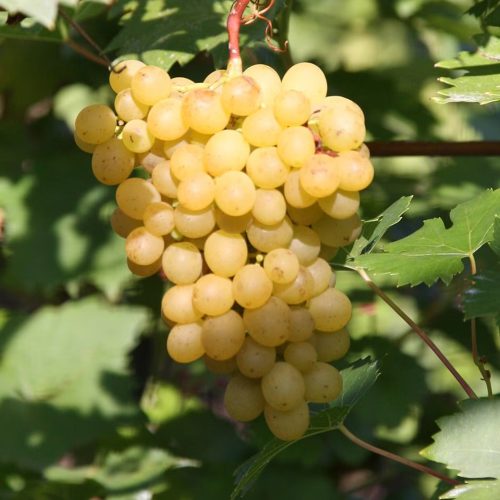 Fehér saszla (Chasselas blanc) szőlőoltvány konténerben (cserépben)