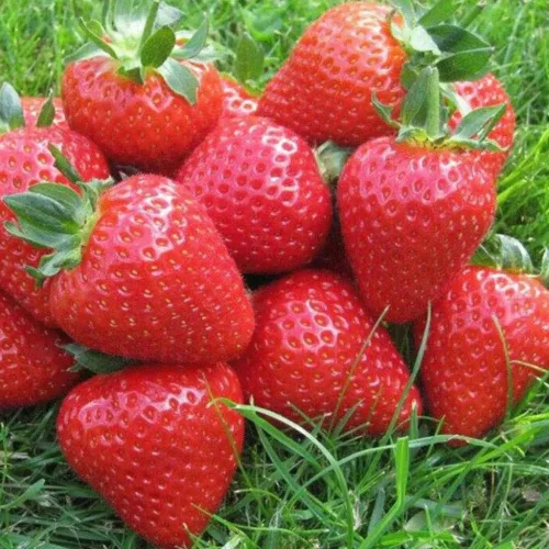 Clery szamócapalánta konténerben (cserépben)