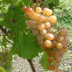   Zalagyöngye "R" szőlőoltvány konténerben (cserépben)