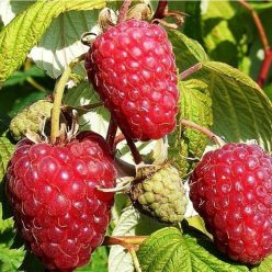 Polka málnabokor szabadgyökerű