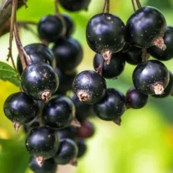 Fertődi 1 fekete ribiszkebokor szabadgyökerű