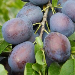 Toptaste (Kulinaria) szilvafa szabadgyökerű