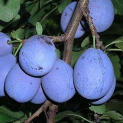 Elena szilvafa szabadgyökerű