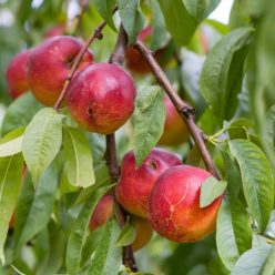 Venus nektarinfa szabadgyökerű