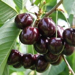 Szomolyai fekete cseresznyefa szabadgyökerű