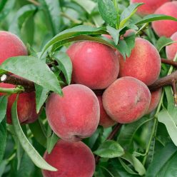 Michelini őszibarackfa szabadgyökerű