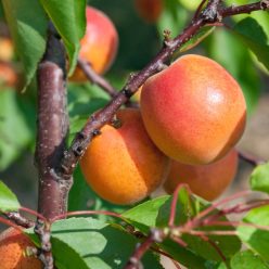 Pinkcot kajszibarackfa szabadgyökerű