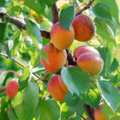 Goldrich kajszibarackfa szabadgyökerű