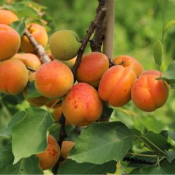 Orange Red (Bhart) kajszibarackfa szabadgyökerű